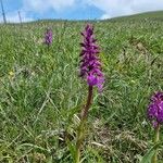 Orchis mascula Blomma