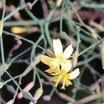 Lactuca muralis Blomst