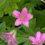 Geranium × oxonianum 花