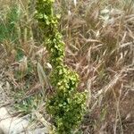 Rumex crispusFruto