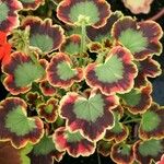 Pelargonium × hybridum पत्ता