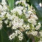 Ehretia macrophylla Flor