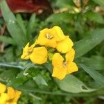 Erysimum grandiflorum Цвят