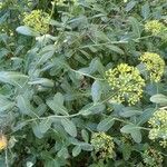 Bupleurum fruticosum Natur