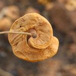 Faidherbia albida Frucht