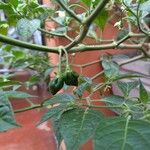 Capsicum chinense Fruto