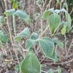 Coleus barbatusHoja