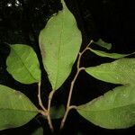 Stephanopodium costaricense पत्ता