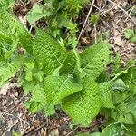 Salvia glutinosa Blatt