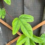 Passiflora edulis Листок