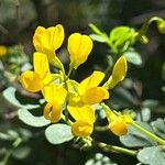 Coronilla valentina Blüte