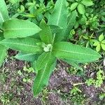 Asclepias sullivantii Листок