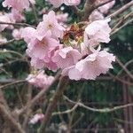 Prunus × subhirtella Flor