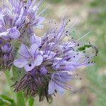 Phacelia tanacetifolia Blomst