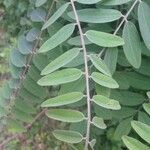 Amorpha fruticosa Leaf