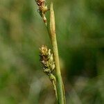 Carex vaginata Fruto