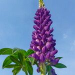 Lupinus polyphyllus 花