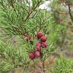 Juniperus phoenicea Owoc