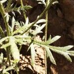 Papaver argemone Likasa