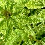 Echium creticum Leaf