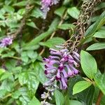 Buddleja lindleyana Flors