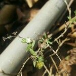 Heliotropium strigosum 葉
