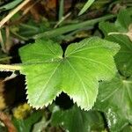 Alchemilla acutiloba Φύλλο