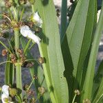 Echinodorus paniculatus Fleur