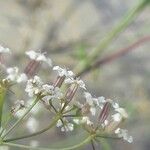 Ptychotis saxifraga Fula
