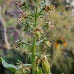 Reseda odorata Flower