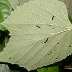 Vitis tiliifolia Leaf