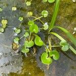 Heteranthera reniformis Hoja