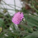 Knautia drymeia Flower