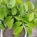 Psidium cattleyanumBlatt