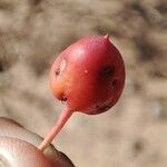 Capparis decidua Fruit