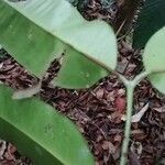 Picralima nitida Hoja