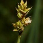 Carex heleonastes Frukto