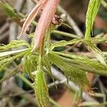 Acer japonicum Leaf