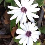 AsteraceaeBleunienn