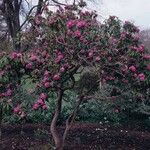 Rhododendron anthosphaerum Habitat