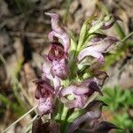 Anacamptis coriophora Blüte