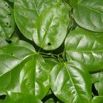 Mansoa hymenaea Hoja