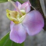 Blakea maurofernandeziana Flower