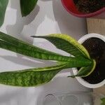 Sansevieria hyacinthoides Hoja