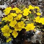 Potentilla recta Hàbitat