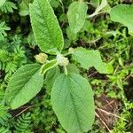 Melhania ovata Leaf