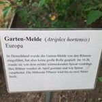 Atriplex hortensis Otro