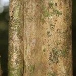 Isertia spiciformis Bark
