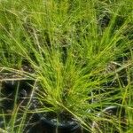 Pennisetum setaceumFolha