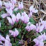 Cyclamen hederifoliumFlower